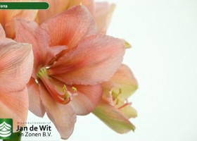 hippeastrum Rilona (3)